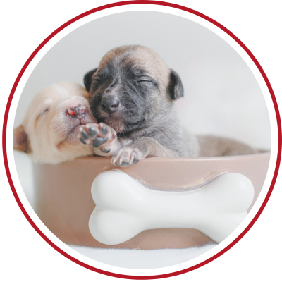 junge Hunde & Welpen