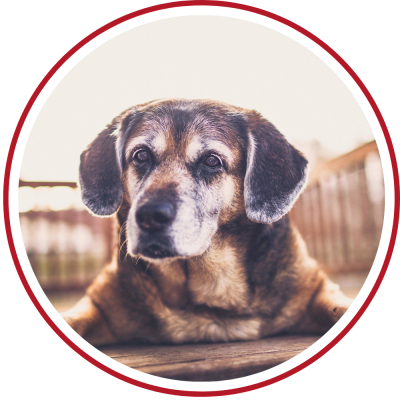alte Hunde