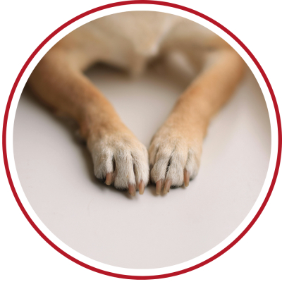 sensible Hunde