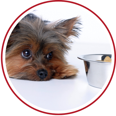 kleine Hunde