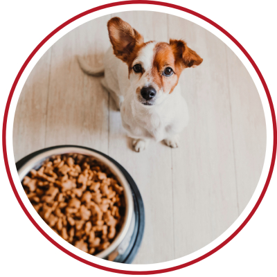 Hundefutter trocken
